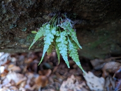 Asplenium pinnatifidum