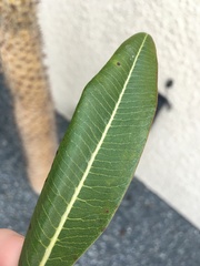 Pachypodium lamerei