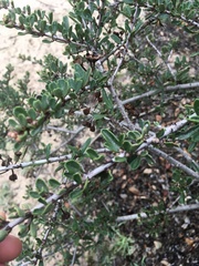 Ceanothus megacarpus