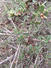 Ceanothus megacarpus
