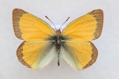 Colias canadensis