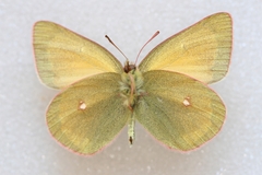 Colias canadensis
