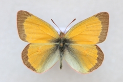 Colias canadensis