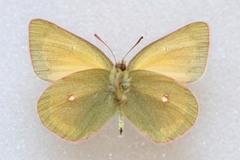 Colias canadensis