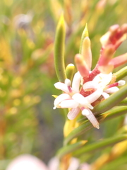 Orites acicularis
