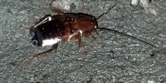 Parcoblatta pennsylvanica