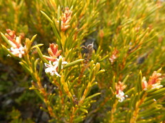 Orites acicularis