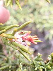 Orites acicularis