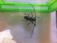 Batocera rubus