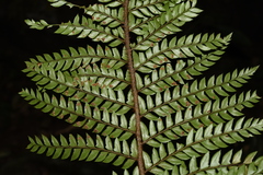 Polystichum squarrosum