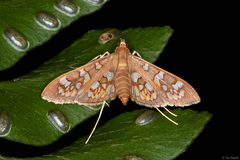 Prenesta fenestrinalis