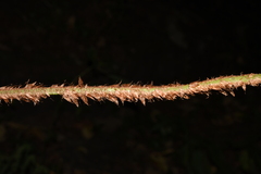 Polystichum squarrosum