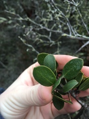 Arctostaphylos rudis