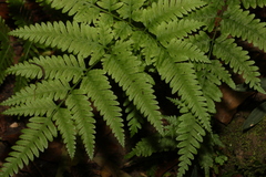 Pteris tremula