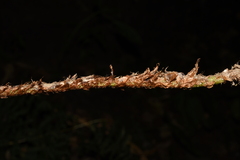 Polystichum squarrosum