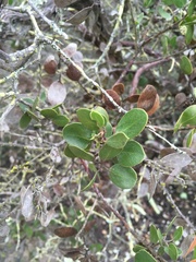 Arctostaphylos rudis