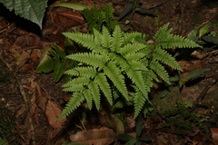 Pteris tremula