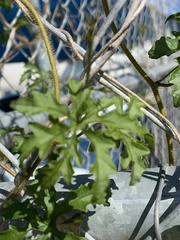 Distimake dissectus dissectus