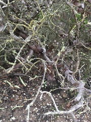 Arctostaphylos rudis
