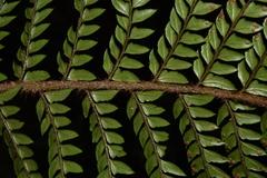 Polystichum squarrosum