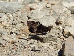 Hipparchia alcyone