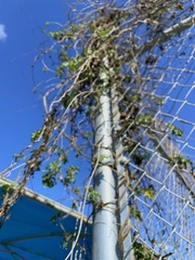 Distimake dissectus dissectus