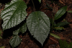 Dendrocnide photiniiphylla