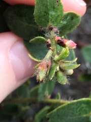 Arctostaphylos purissima