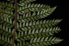 Polystichum squarrosum