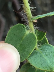 Arctostaphylos purissima