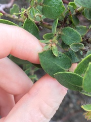 Arctostaphylos purissima