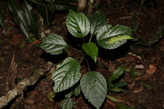 Dendrocnide photiniiphylla