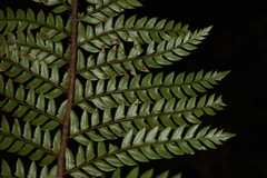 Polystichum squarrosum