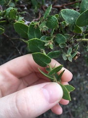 Arctostaphylos purissima
