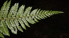 Polystichum squarrosum