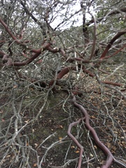 Arctostaphylos purissima
