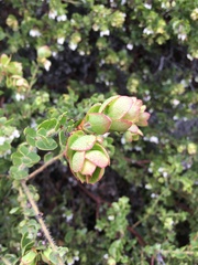 Arctostaphylos purissima