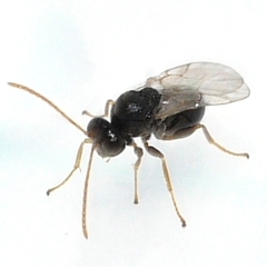 Cynipinae