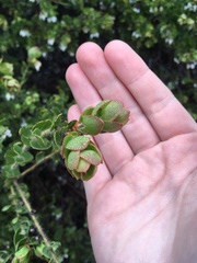 Arctostaphylos purissima