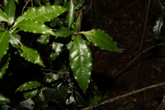 Actephila mooreana