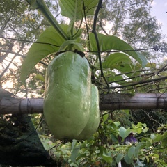 Passiflora quadrangularis