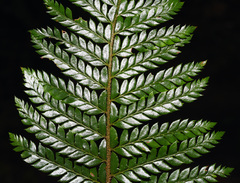 Polystichum squarrosum