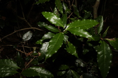 Actephila mooreana