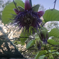 Passiflora quadrangularis