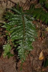 Polystichum squarrosum