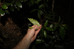 Actephila mooreana