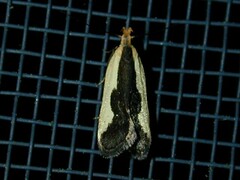 Dichomeris inserrata