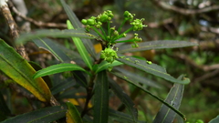 Pseudopanax linearis