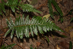 Polystichum squarrosum
