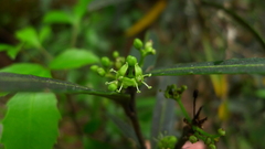 Pseudopanax linearis